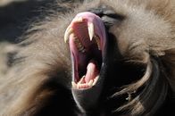 Universum: Rift Valley - Der große Graben – Gelada Affenmännchen, Simien Mountains, Äthiopien.