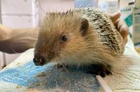 GEO Reportage – Oft verbringen die verletzten Tiere Monate im Igelkrankenhaus, bevor sie wieder in die Natur gebracht werden.