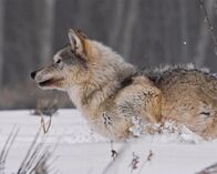 Expedition Wild – DIGGS, ID, USA: A grey wolf runs through the snow of Wild Bunch Ranch. (Photo Credit: