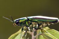 Insekten - Die Meister der Anpassung – Die Flugfähigkeit war der Katalysator für die enorme Ausbreitung der Insekten.