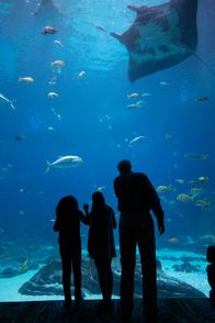 Das Atlanta-Aquarium – Sa, 03.12., 12:30 Uhr