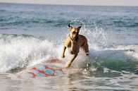 Marmaduke – Genießt sein neues Leben in Kalifornien: Marmaduke ...