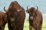 Wildnis Europa – Wisente sind enge Verwandte des amerikanischen Bisons und die letzte wildlebende Rinderart auf dem europäischen Kontinent. Langsam erobert sich der König der Wälder seinen Lebensraum zurück.