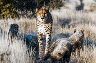 Der Geparden-Clan – Chilli und die Jungtiere auf Streifzug