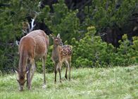 Netz Natur – Bambi lebt: Im ersten Lebensjahr entdeckt ein junges Hirschkalb seine Welt im Nationalpark.