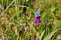 Die Wahrheit über ... – Geißklee-Bläuling (Plebejus argus).