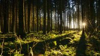 Unsere Wälder – Sonnenuntergang im Wald auf der Schwäbischen Alb.