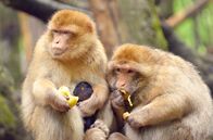 Ein Sommer am Bodensee – Exotische Tiere: Durch das milde Klima am Bodensee leben Berberaffen bei Salem unter ähnlichen Bedingungen wie in ihrer ursprünglichen Heimat.
