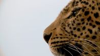 Der Leopard mit den Jade-Augen – Close-up side profile of Toto's mother, Fig.