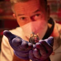 Faszination Erde – Oft befinden sich die Viren, die auf Menschen überspringen können, in Tierarten mit einem kleineren Körper – wie Ratten und Mäusen und bestimmten Fledermausarten.