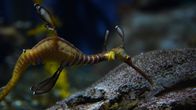 Das Atlanta-Aquarium – Sea Dragon