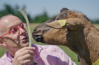 Tierisch schlau! – Obwohl Ziegen schon seit rund 10.000 Jahren an der Seite des Menschen leben, sind manche Facetten ihres Verhaltens noch immer ein Rätsel.