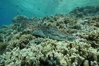 Big Pacific – Im Kimbe Bay von Papua-Neuguinea leben viele Salzwasserkrokodile.