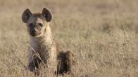 Tierbabys in Afrika – Princess waits for her mother to come back from a zebra carcass, where she's picked up a piece of leg to give to her offspring.