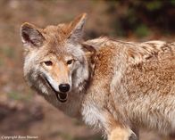 Tierische Eroberer – Do, 20.02., 02:15 Uhr