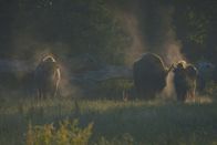 Wildnis Europa – Alle heute lebenden Wisente stammen von nur zwölf in Menschenhand gehaltenen Tieren ab. Fast wären sie ausgestorben. Kann „Der König der Wälder“ sein Territorium in Zukunft behaupten?