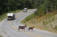 Alaska Highway – Karibus im Muncho Lake Park