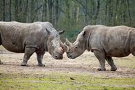Animal Fight Club – Do, 13.08., 06:45 Uhr