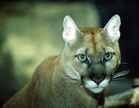 Hunter Hunted – Cougar.