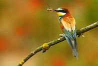 Wildes Transsilvanien – Ein Bienenfresser (Merops apiaster) mit einer Libelle im Schnabel.