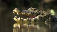 Jaguar vs. Krokodil – Pantanal, Brasilien - CU von Kaiman im Wasser