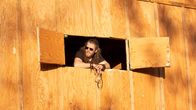 Alaskan Bush People – Bam at the North Star Ranch barn.