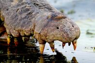 Australiens Riesen-Krokodile – Saltwater crocodile have sharp, peg-like teeth are well-suited to seize and tightly grip prey, but not to shear flesh.