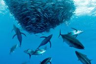 Unsere Ozeane – Thunfische können eine Schwimmgeschwindigkeit von bis zu 77 Stundenkilometern erreichen.