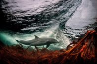 Irlands wilde Inseln – Ungewöhnliche Attraktion: Dusty, ein weiblicher Großer Tümmler, stattet den irischen Gewässern jedes Jahr einen Besuch ab.