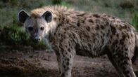 Tierisch abgefahren – Sa, 15.06., 11:45 Uhr