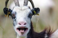 Tierisch schlau! – Ziegen gelten als zänkisch, rastlos und launisch, verblüffen aber auch durch ihre Energie und Schalkhaftigkeit.