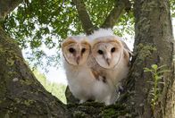 Eulen - Die zauberhaften Räuber – Luna und Lily sitzen im Baum.