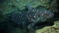 Vor den Küsten Afrikas – Coelacanth Profile