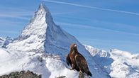 Die Alpen – Ein Steinadler sitzt vor einem der imposantesten Berge der Alpen: dem Matterhorn