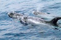 Pelagos - Welt der Wale – Walfisch im Ozean