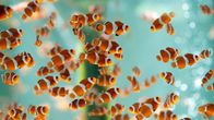 Taiwan: Die Insel der Fische – Amphiprion ocellaris Clownfisch in der Anemone. Natürliche Meeresumwelt,