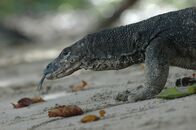 Wilde Inseln – Mit über zwei Metern Länge und 15 Kilo Gewicht sind Bindenwarane eindrucksvolle Echsen.