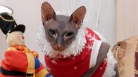 Der Katzenflüsterer – Ollie.