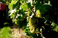 Land - Liebe - Luft – Reben aus den Weinbergen der Winzerfamilie Wagner aus dem rheinhessischen Essenheim.