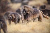 Queens - Königinnen des Tierreichs – Das Alpha-Männchen und das Alpha-Weibchen der Gelada heben ihre Augenbrauen als aggressive Geste gegenüber einer anderen Gelada. (National Geographic für Disney/Oscar Dewhurst)