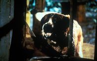 Cujo – Szenenbild Cujo