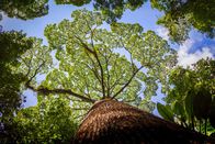 Unser grüner Planet – Manche Flügelfruchtbäume können bis zu 90 Meter hoch werden und gehören damit zu den größten Pflanzen in tropischen Regenwäldern.
