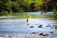Costa Ricas wilde Tierwelt – Heron river, Costa Rica