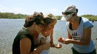 Verrückt nach Meer – Bettina und Eva wollen in die Natur, ans Meer... Am Galeta Island Marine Education Center werden sie von Meeresbiologin Carmen begrüßt. Ihr Chef Dr. Stanley Heckadon-Moreno erklärt den Schwäbinnen die historische Lage des Instituts. Leider ist das früher blühende Korallenriff durch Umweltkatastrophen ziemlich zerstört worden.