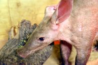 Zoobabies – Ein Erdferkel-Junges im Zoo Berlin.