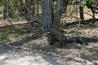 Hunter Hunted – Komodo dragon with mouth open.