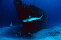 Wunder der Karibik – Karibischer Riffhai schwimmt um ein versunkenes Schiff herum.