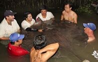 Zeb Hogans Monsterfische – Zeb Hogan and crew wrestle with a giant freshwater stingray at night.