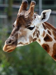 Bronx Zoo - Tierpark der Superlative – Giraffe.
