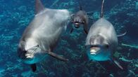 Der blaue Planet – Große Tümmler auf Ausbildungstour. Die Eltern wollen dem Delfinkalb zeigen, wie es sich an Hornkorallen reiben kann, um die Haut zu schützen.
